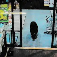 Japan Medvjed usao u japanski supermarket