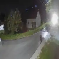 Kiseljak medvjed