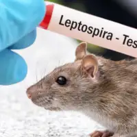 leptospiroza