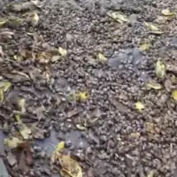 Smrdibube