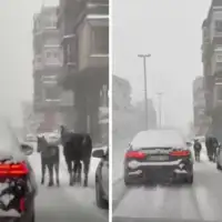 Travnik konji