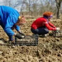Njiva poljoprivernici radnici