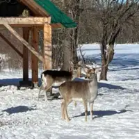 Livno Jeleni lopatari novi turisticki potencijal Livna