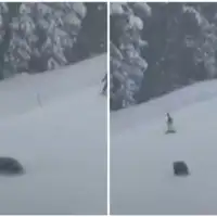 Medvjedi napali skijase