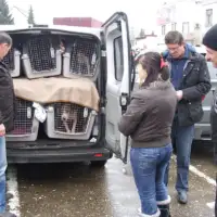 Prosle godine iz Bi H u Njemacku izvezeno 1 400 pasa lutalica