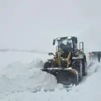 Grtalica bos petrovac