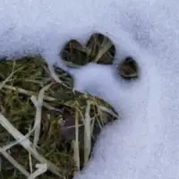 Jarčedoli šapa medvjeda