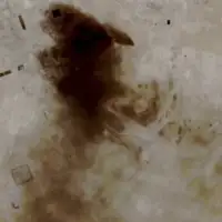 Saudijska arabija naftovod satelit/