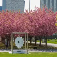 Un cvijet srebrenice 666666666666ztfhtgj 69e688db84d9a