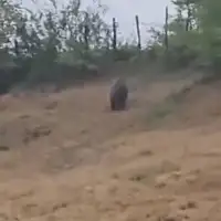 Medvjed bugojno