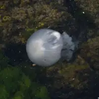 Meduza 872x610