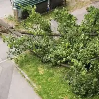 Grbavica stablo