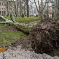 Stablo zagreb vjetar oluja e1780480057600