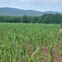 Sanski most usijevi poljoprivreda nevrijeme