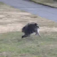 Rakun
