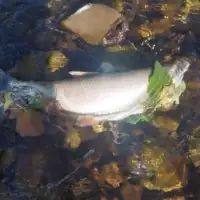 Kotor varos rijeka vrbanja uginule ribe