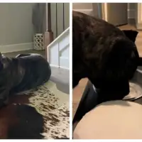 Cane Corso