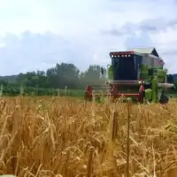 Poljoprivreda psenica zetva podsticaji BHT