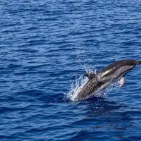 Delfin