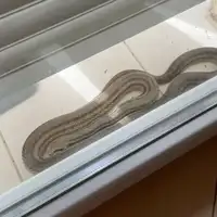 Zmija balkon