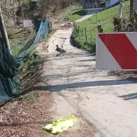 Vigosca kliziste/ fena