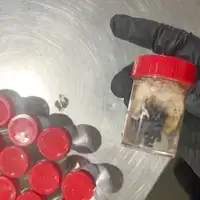 tarantule