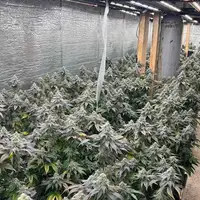 Marihuana pu prijedor