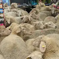 Njemacka 50 ovaca uslo u supermarket