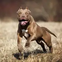 Pit bull good guard dog 1 480x480