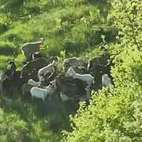 Siroki Brijeg Muskarac izgubio stado koza