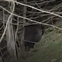 medvjed slovacka napad medvjeda