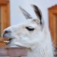 Lama