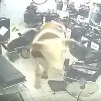 Turska Bik-kurban uletio u frizerski salon, mušterije se razbježale