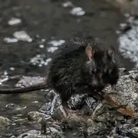 Pacovi