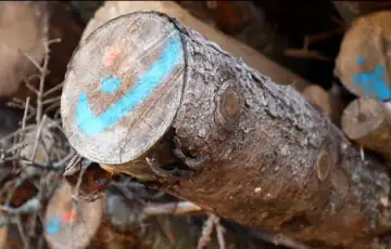 šumarstvo šume ftv