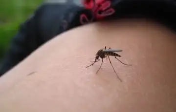 komarci