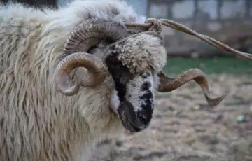Kurban