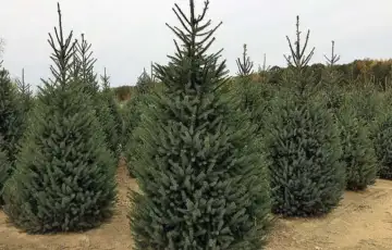 Panciceva omorika