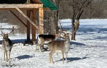 Livno Jeleni lopatari novi turisticki potencijal Livna