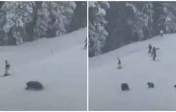 Medvjedi napali skijase