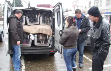 Prosle godine iz Bi H u Njemacku izvezeno 1 400 pasa lutalica