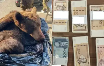 Medvjed marke granica