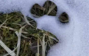 Jarčedoli šapa medvjeda