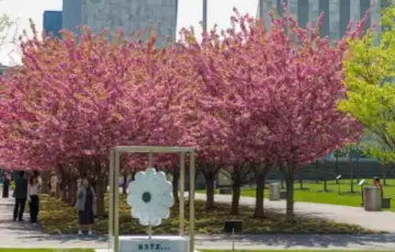 Un cvijet srebrenice 666666666666ztfhtgj 69e688db84d9a