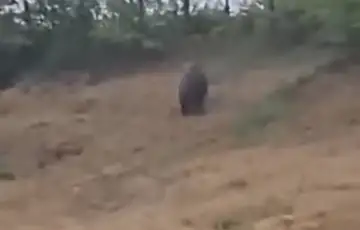 Medvjed bugojno