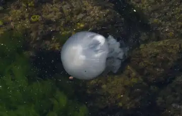 Meduza 872x610