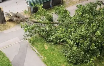 Grbavica stablo