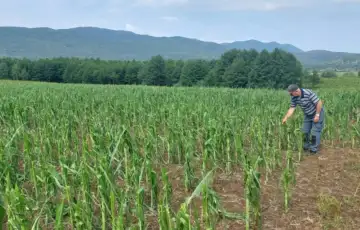 Sanski most usijevi poljoprivreda nevrijeme