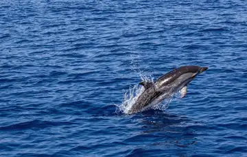 Delfin