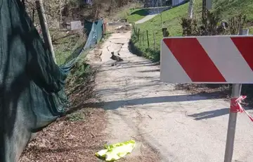 Vigosca kliziste/ fena